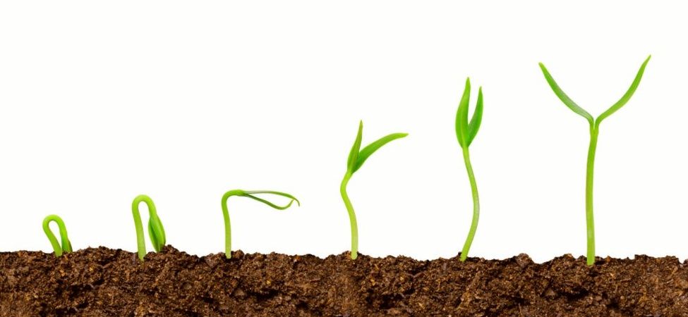growing-plant